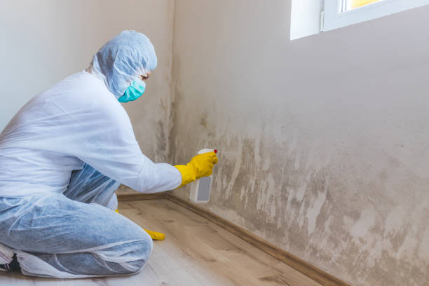 Licensed Commercial Mold Remediation service in Harrellsville, NC - WQB Mold Removal