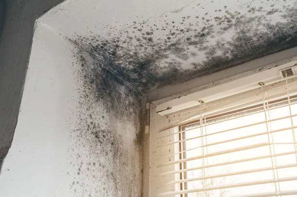 Affordable Commercial Mold Remediation solutions in Harrellsville, NC